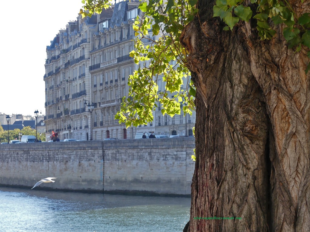 Bord de Seine (orme)