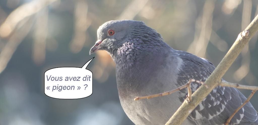 Bandeau pigeon 1