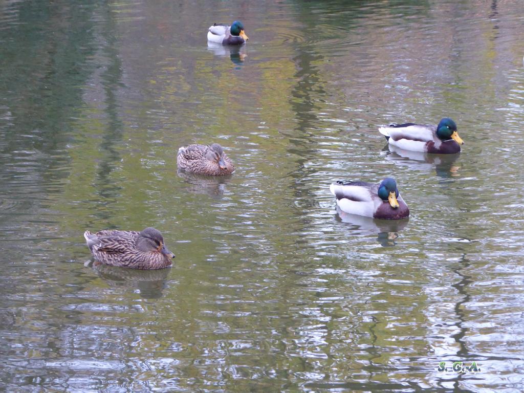 Couples canards