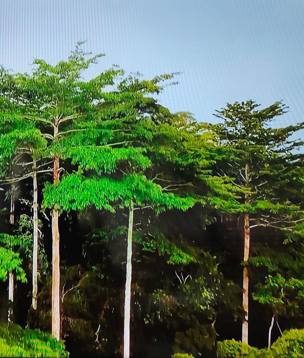 Les arbres de plus de 20 mètres de hauteur