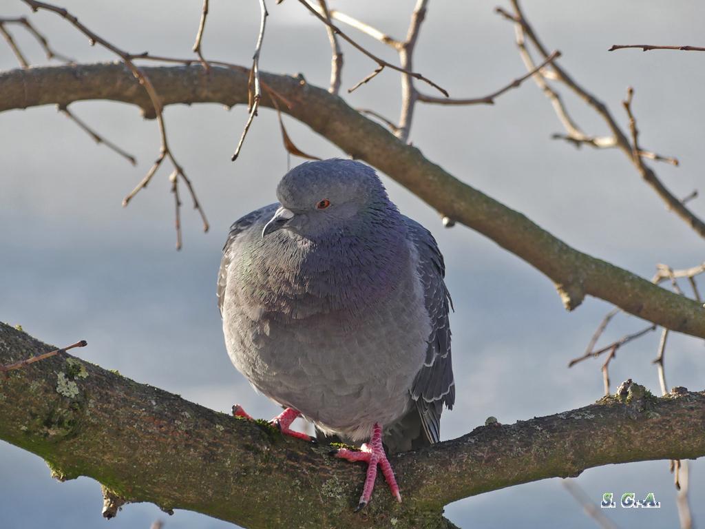 Pigeon hiver 2