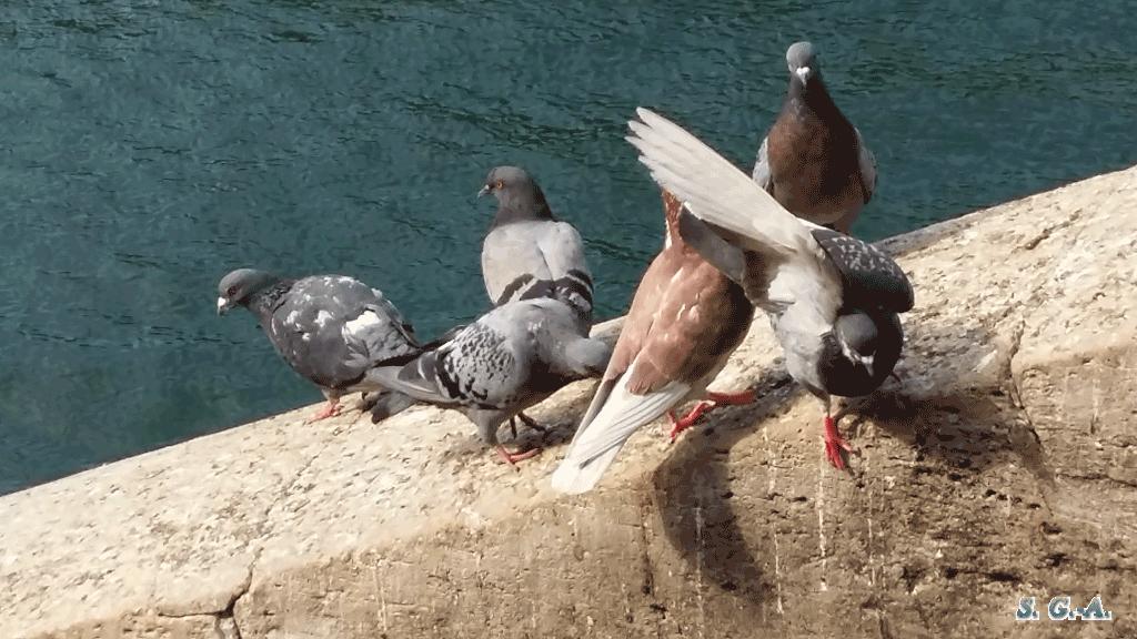 Pigeons quai2