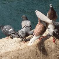 Pigeons quai2