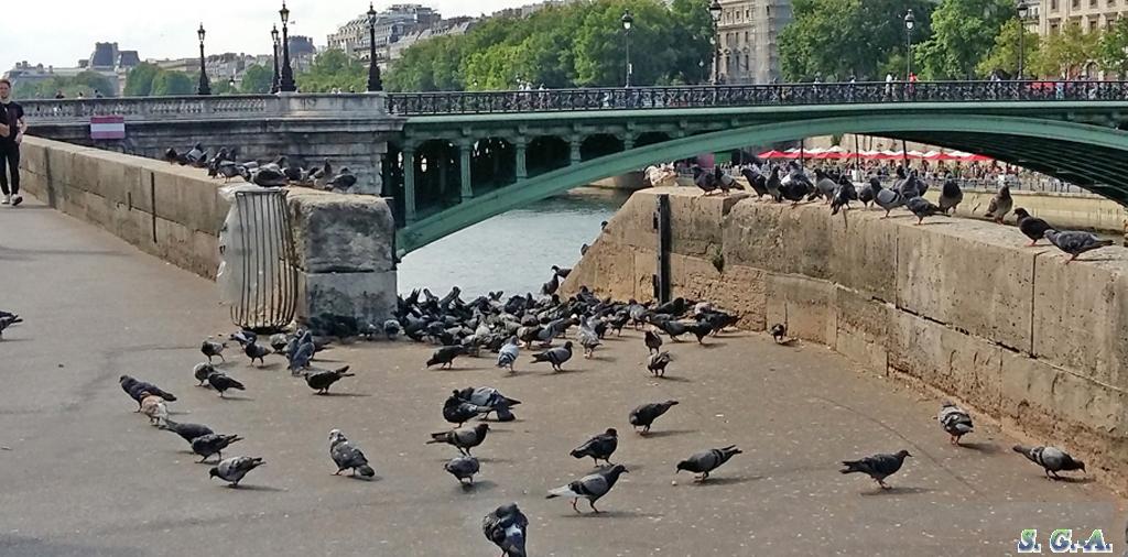 Pigeons quai5