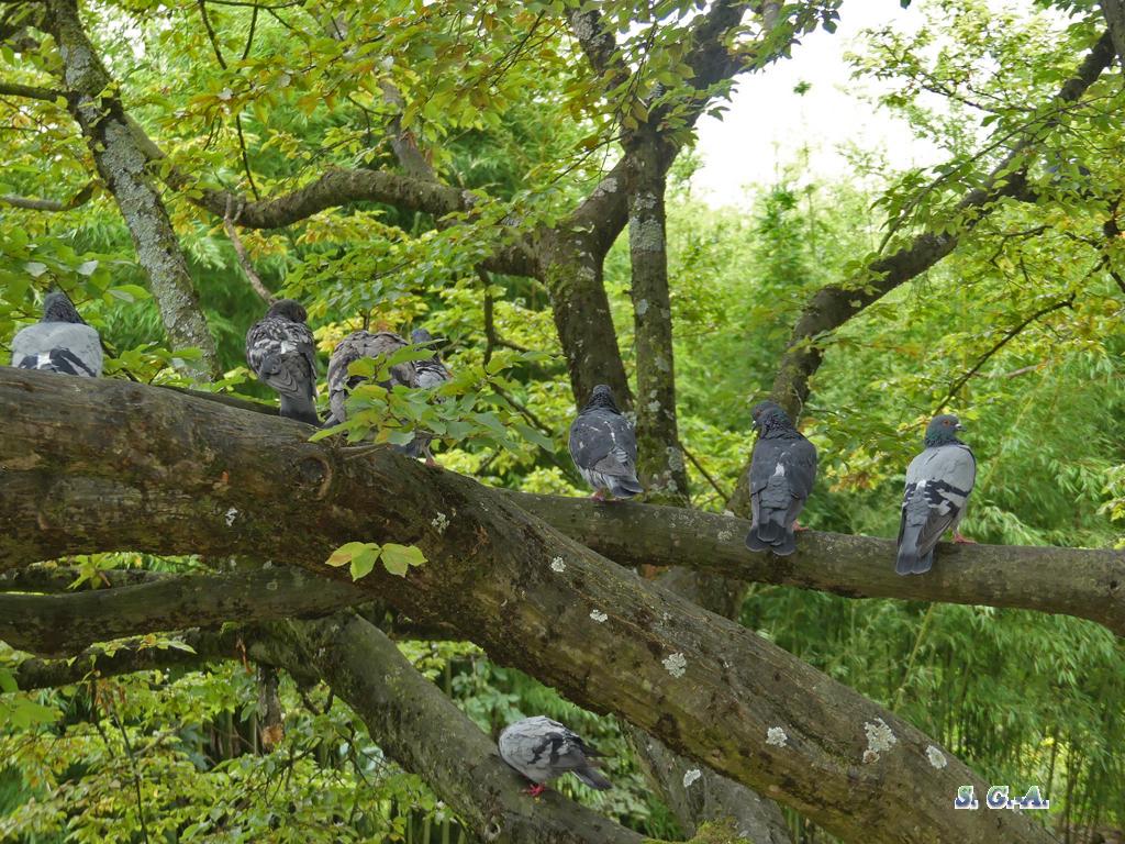Pigeons sur arbre 1