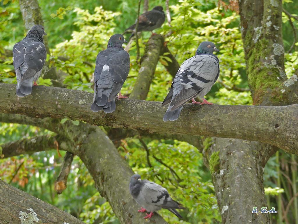 Pigeons sur arbre 2