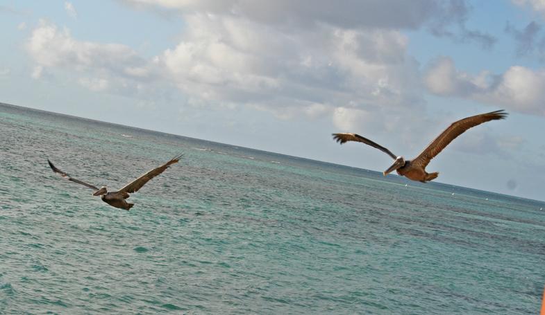 Pélicans à Punta Cana