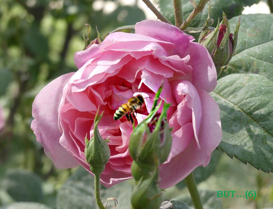Rose abeille 2