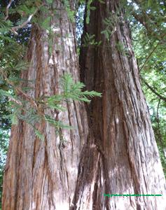Sequoia2