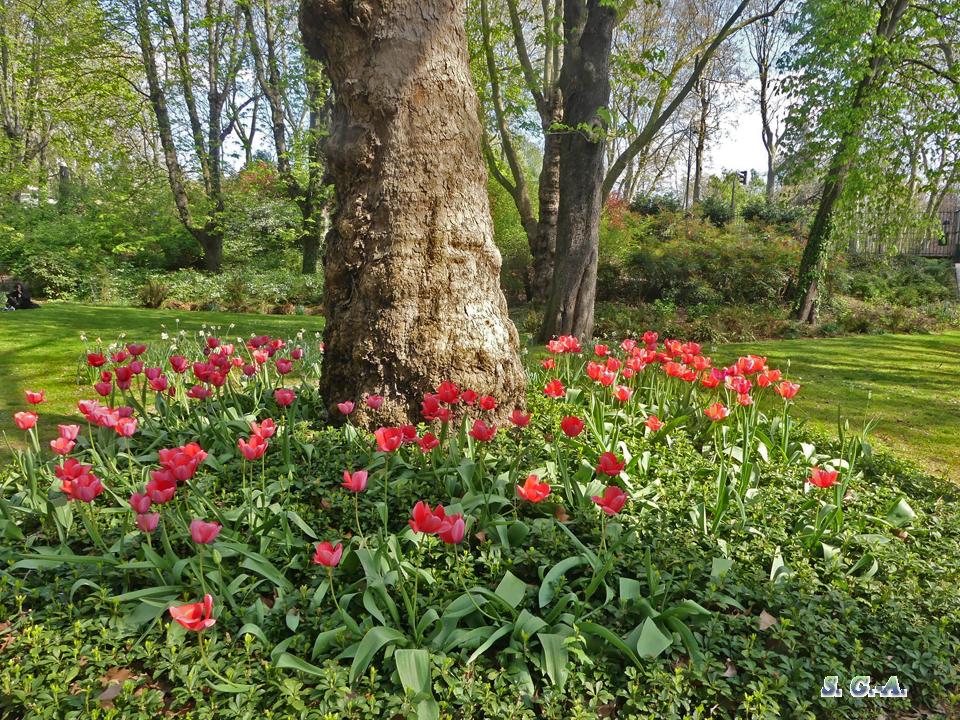 Tulipes bercy 1